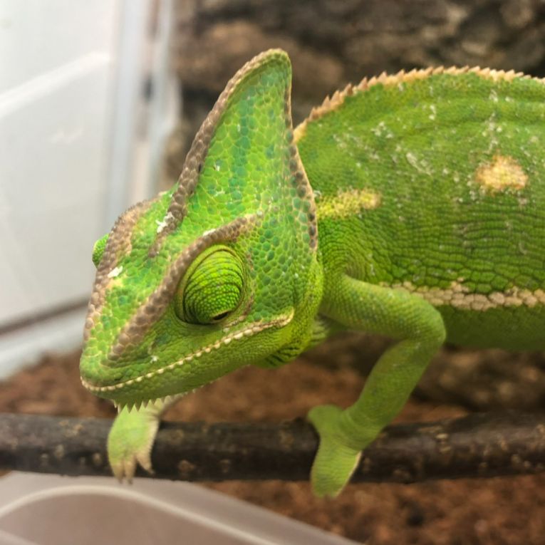 パスカルちゃん