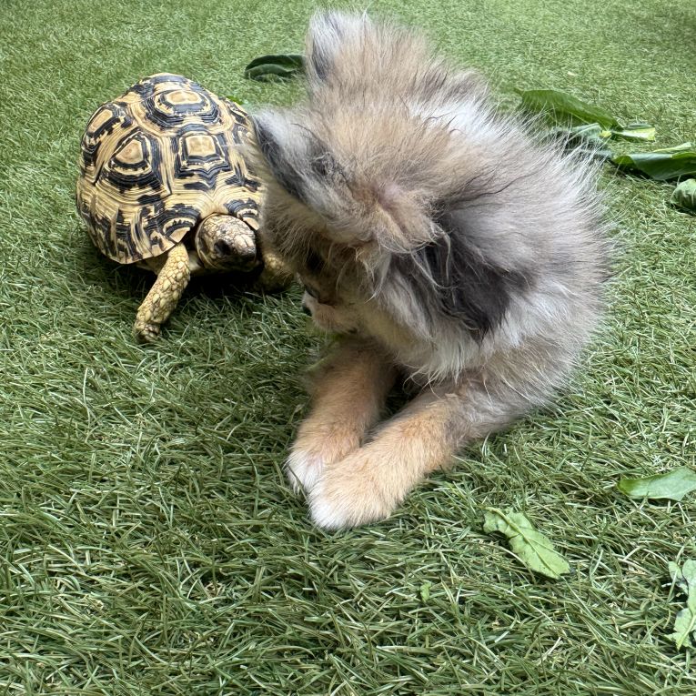 はるちゃん