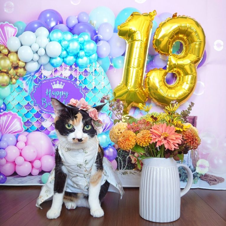 都ちゃんちゃん