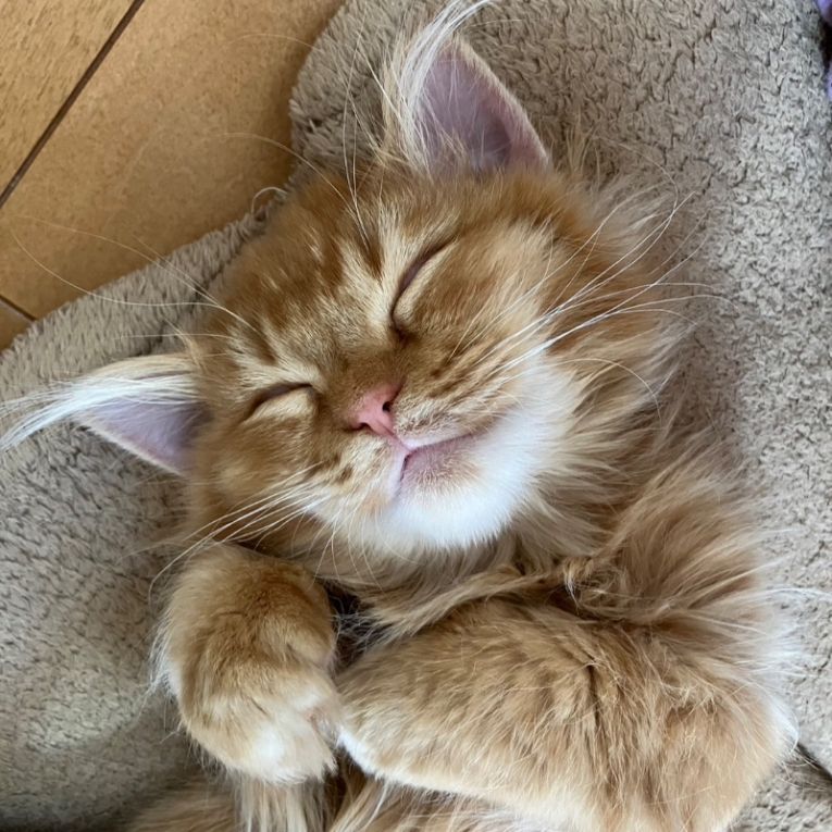 チャーちゃん