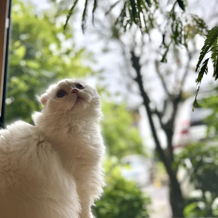 だいふくちゃん