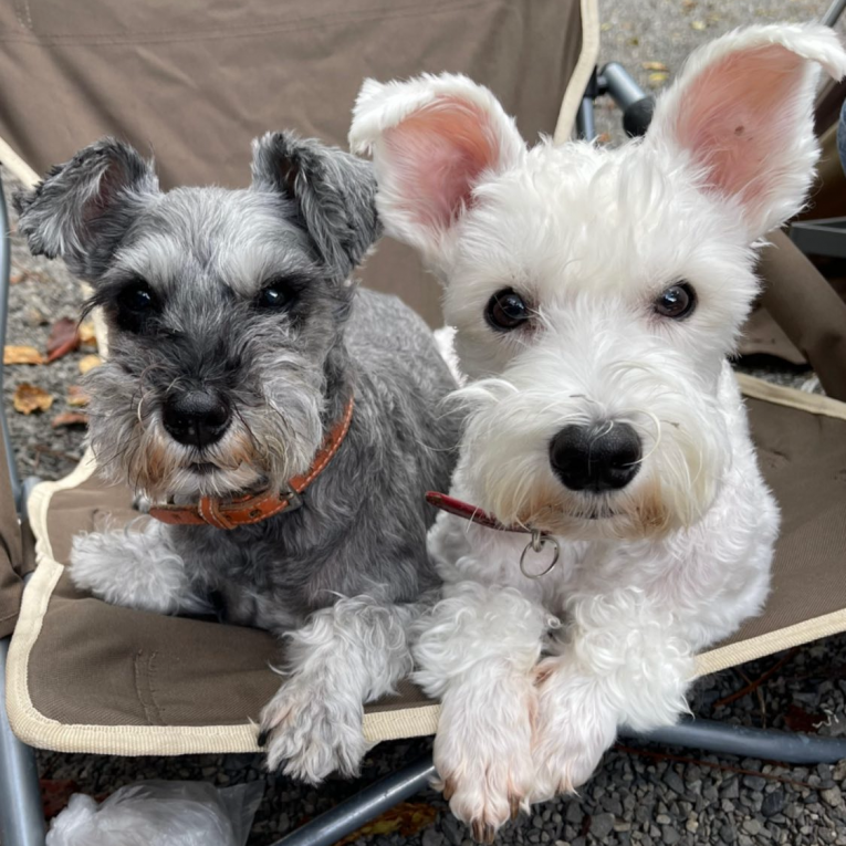 ミル&シロちゃん