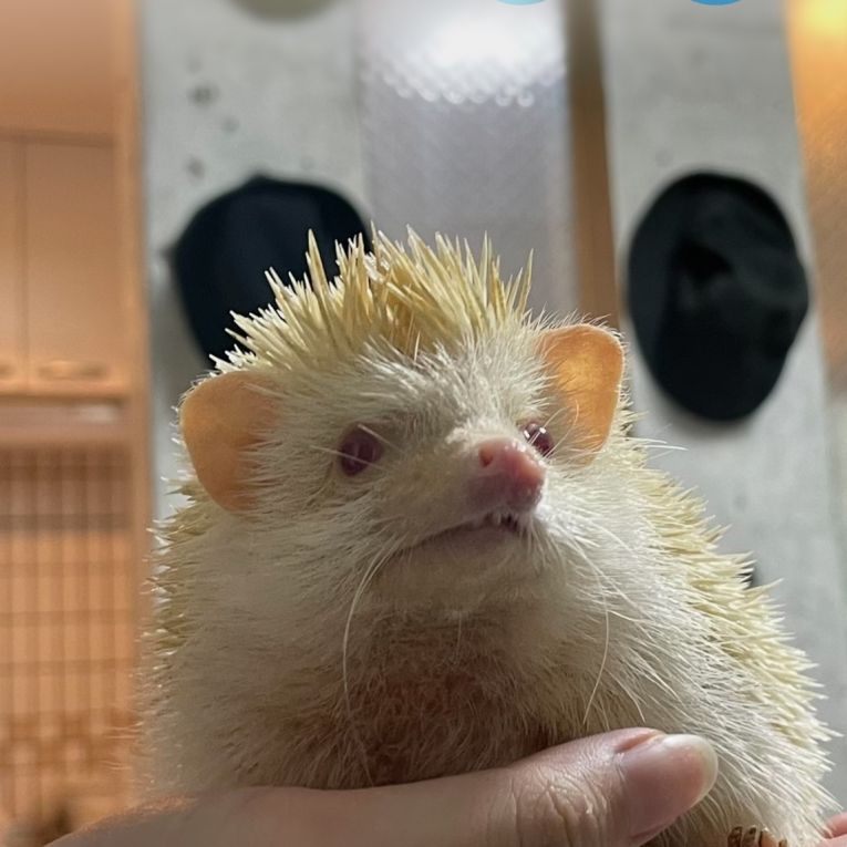 ぽったーちゃん