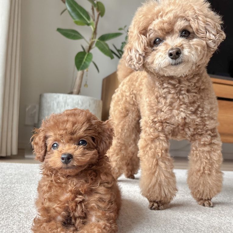 ジャムメープルちゃん