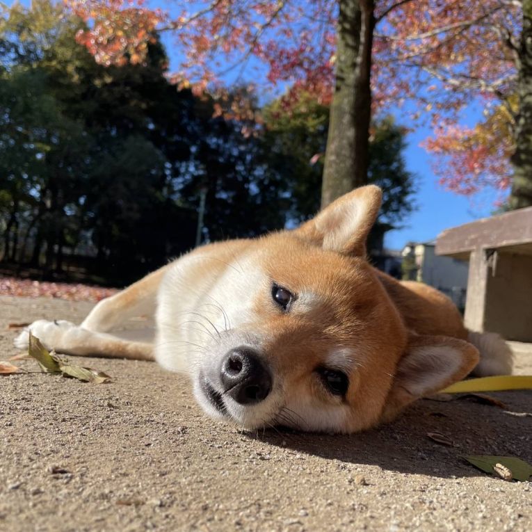 すまいるちゃん