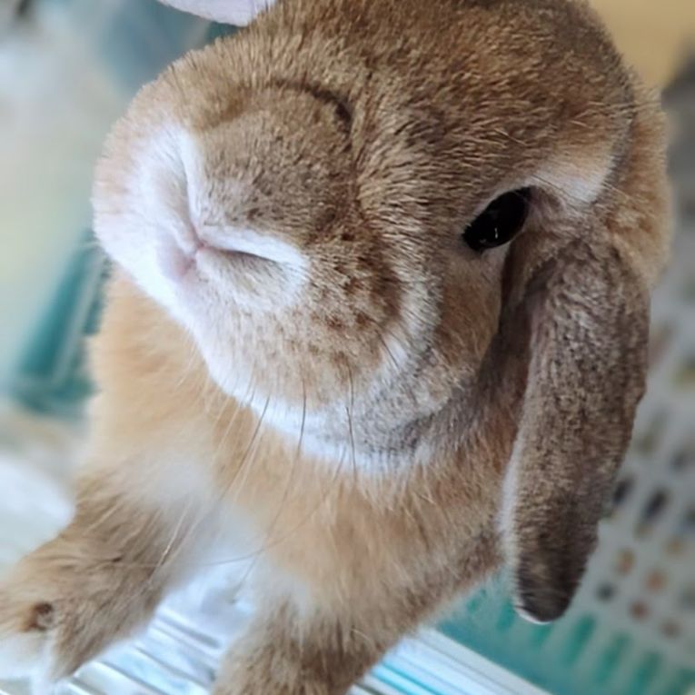メロちゃん