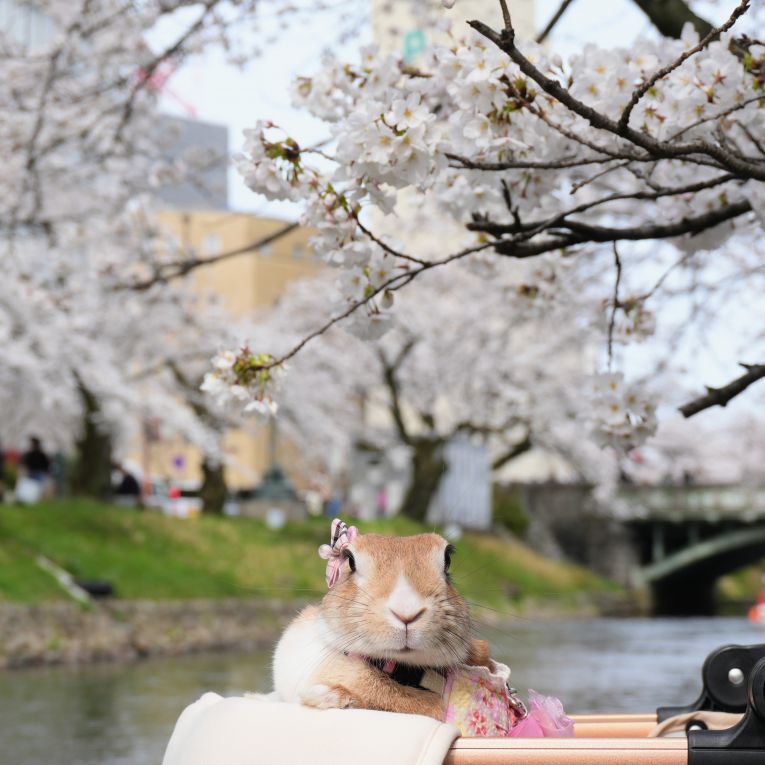 まろんちゃん