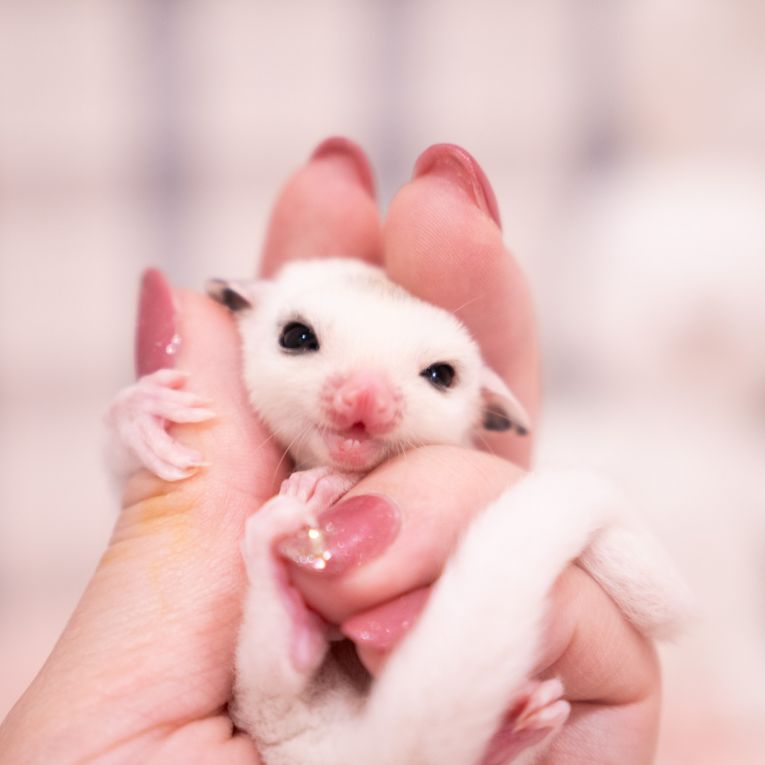 ももちゃん