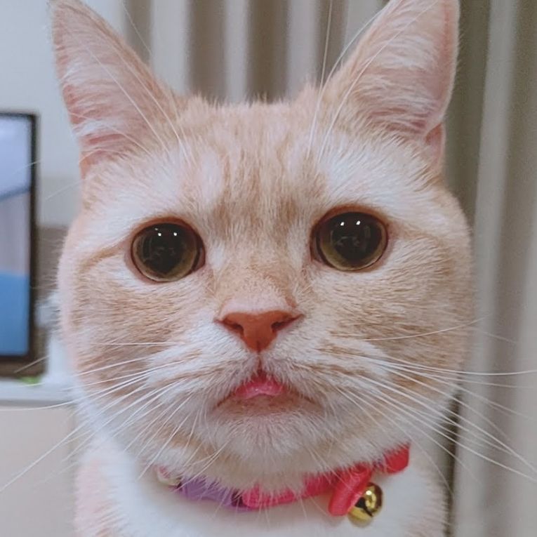 うにちゃん
