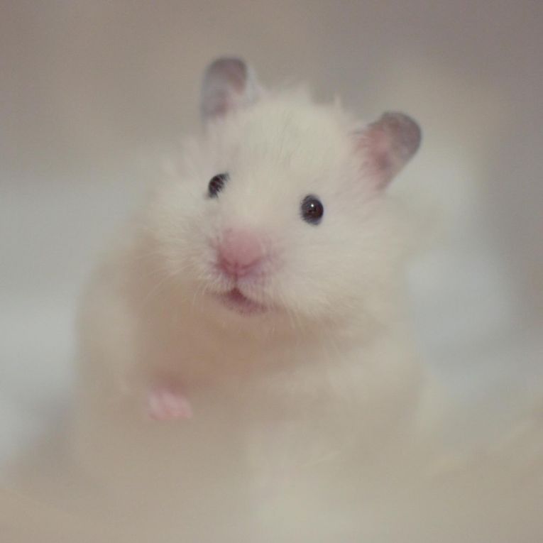 くらげちゃん
