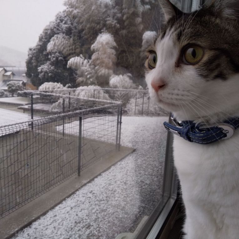 ゆめじろうちゃん