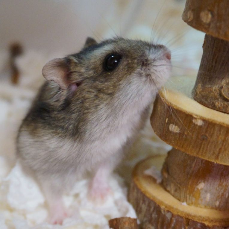 ぶうちゃんちゃん