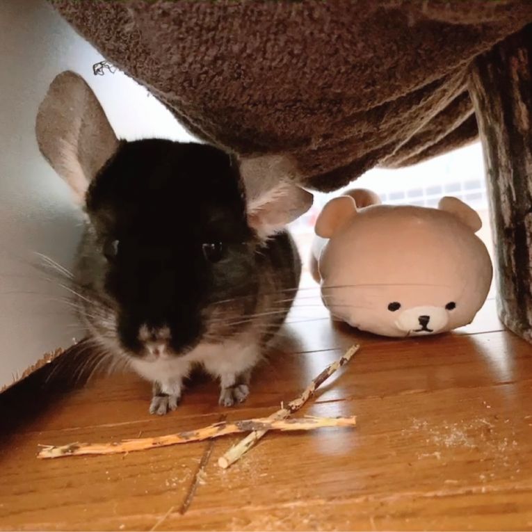 MACちゃん