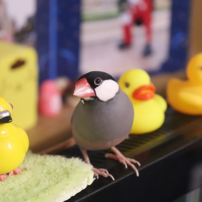 ももちゃん