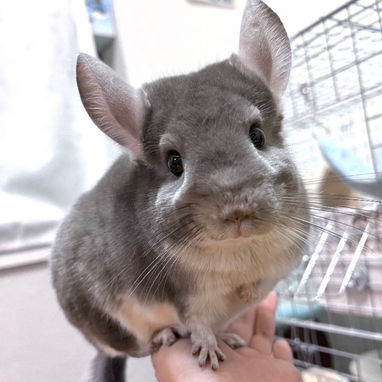 とんぼうちゃん