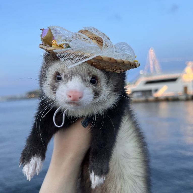 ウルちゃん