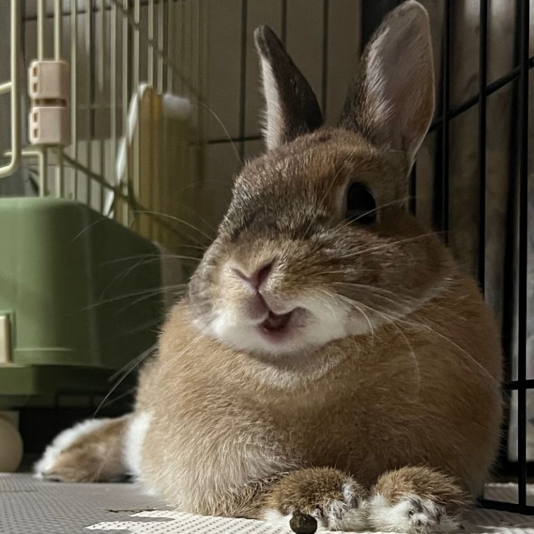 山本・KF・きなこまるちゃん