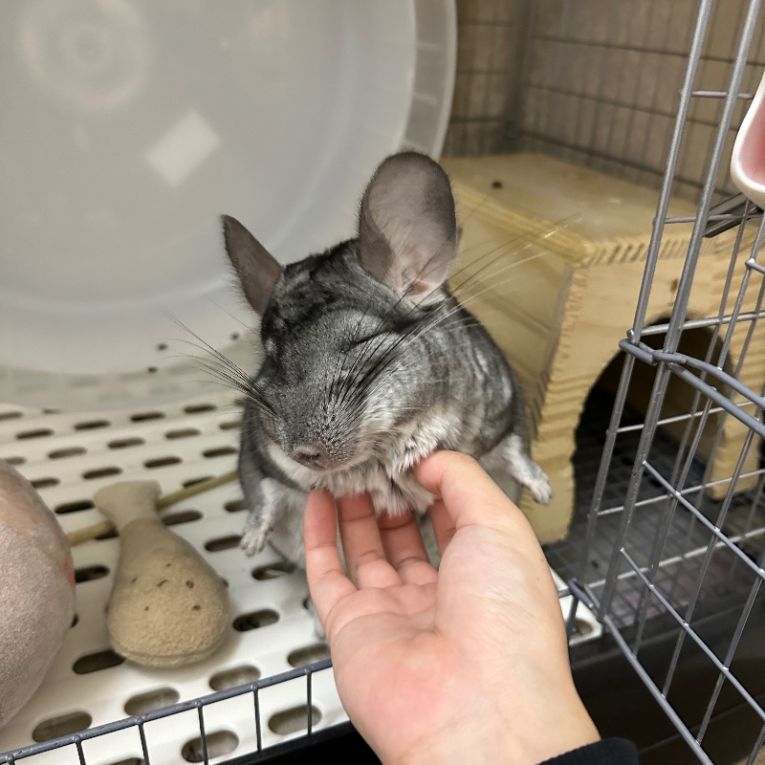 ジェリーちゃん