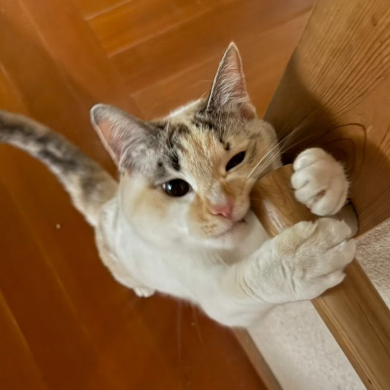 マロちゃん