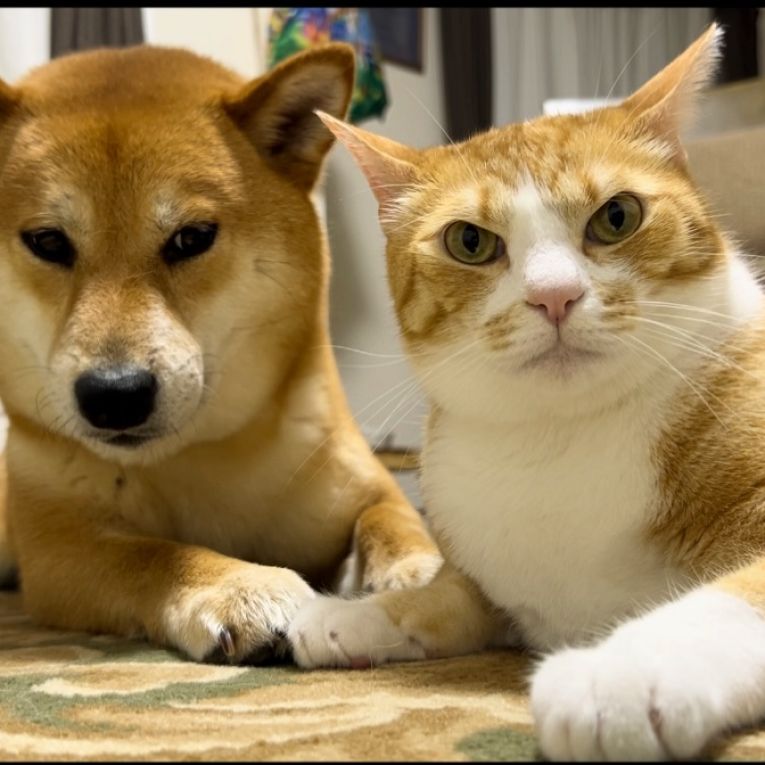 虎徹とちくわちゃん