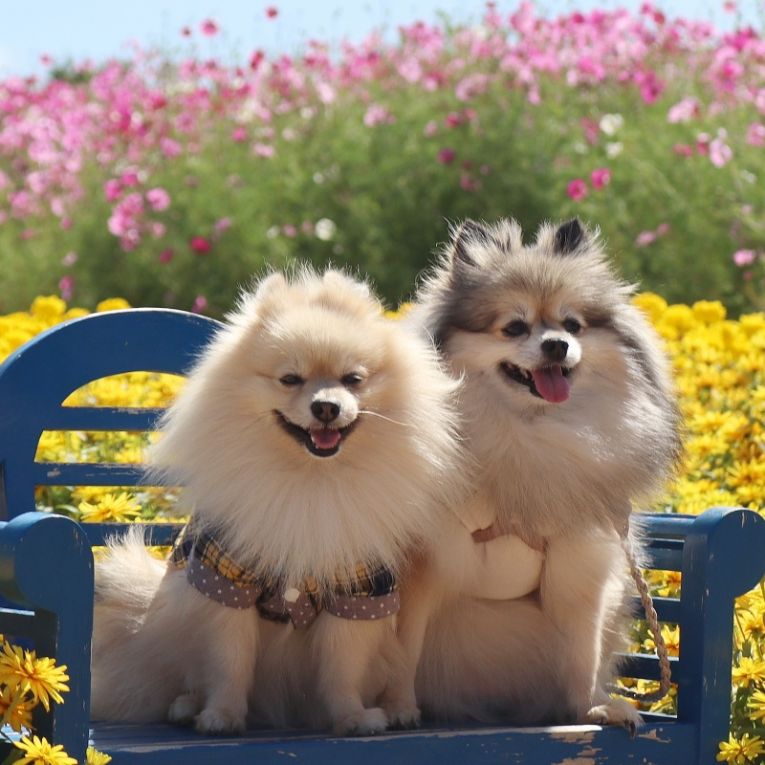 コロン&シフォンちゃん