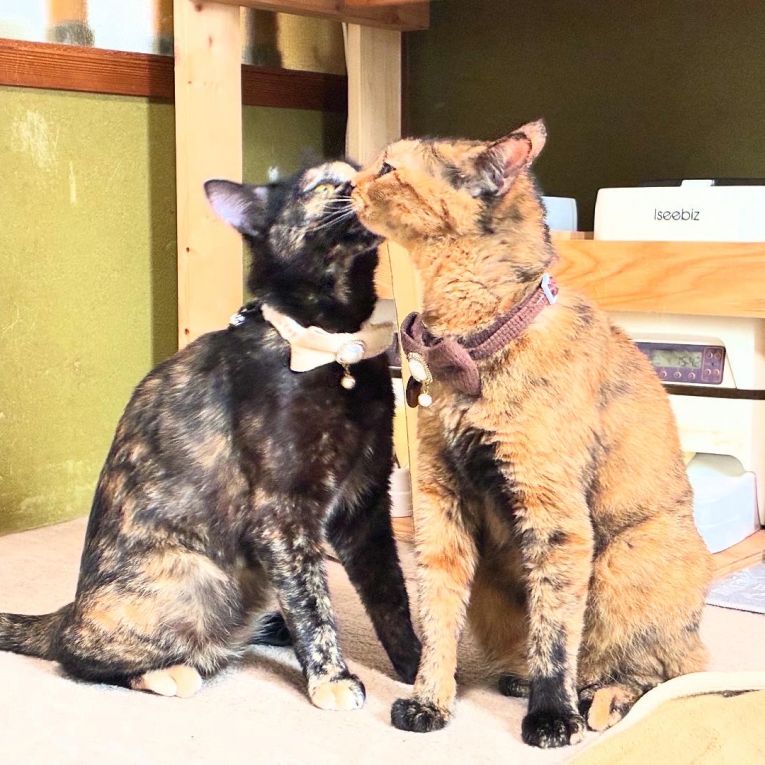 いろはとおーちゃんちゃん