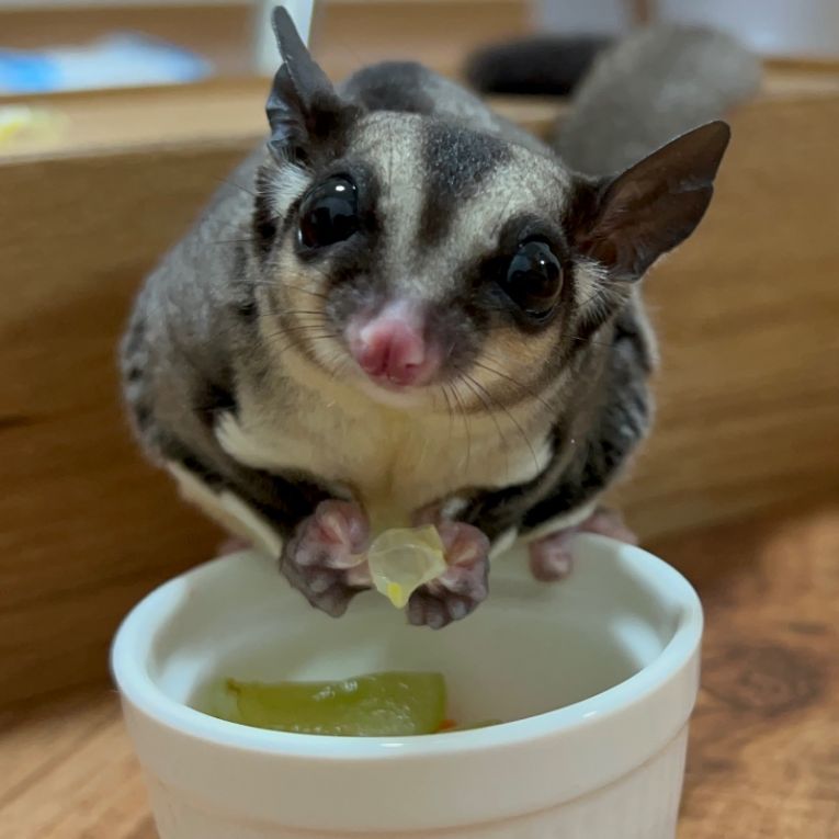 はれちゃん