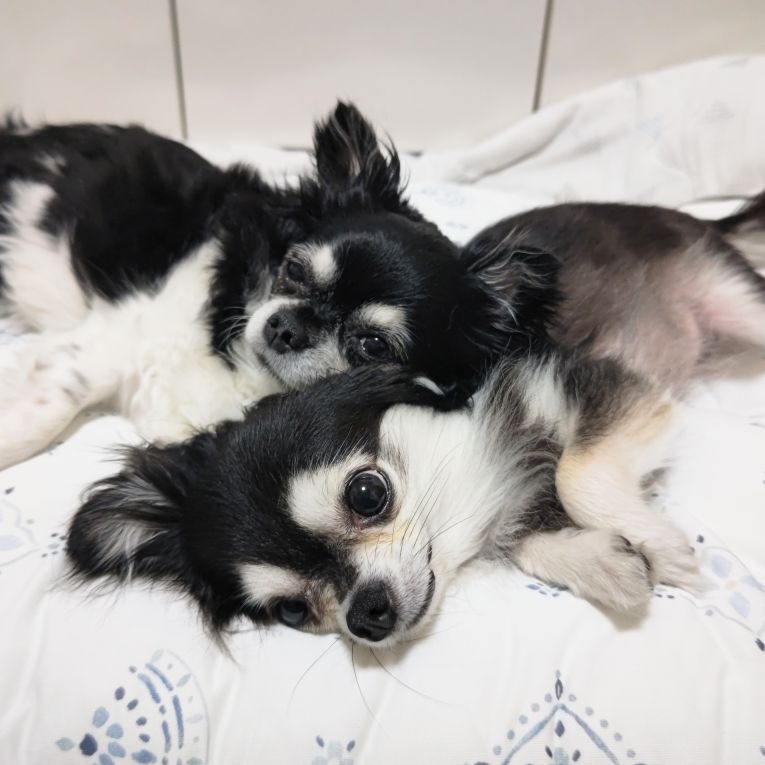 すず、らんちゃん