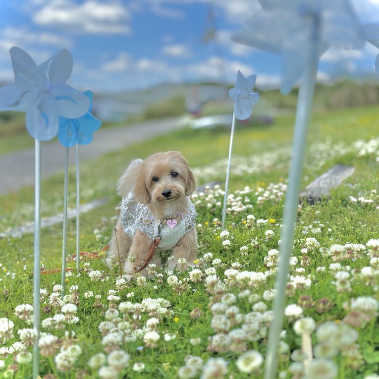 くるみちゃん