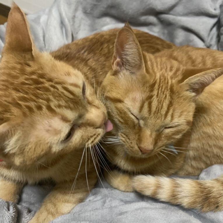 マロン・ミルクちゃん