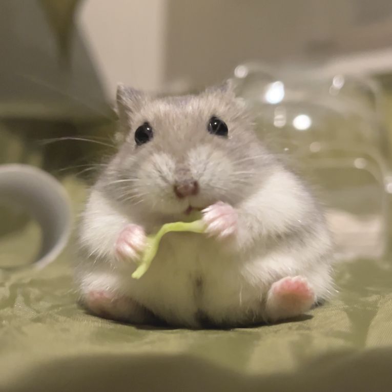 けだまちゃん