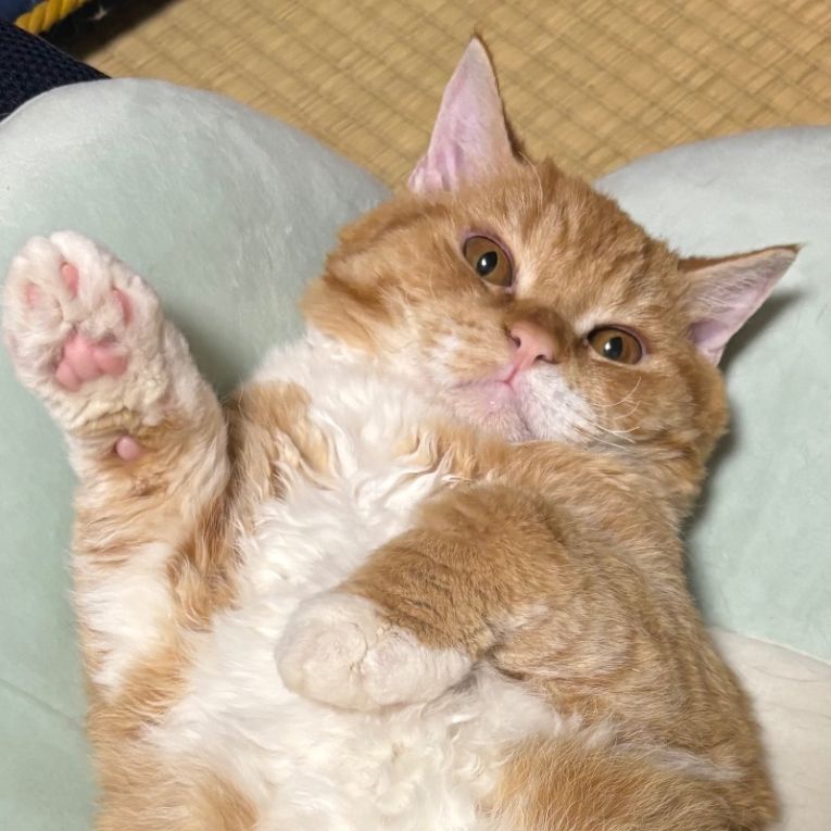 てんぷらちゃん