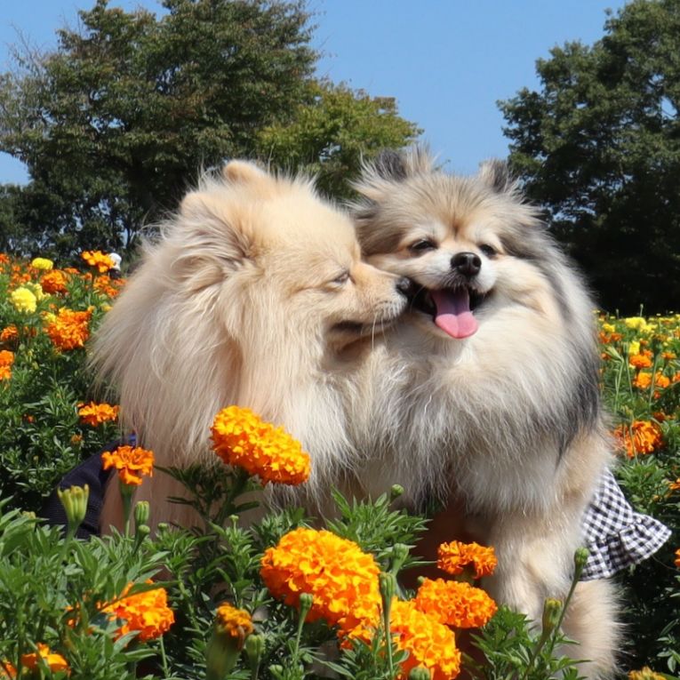 コロン＆シフォンちゃん