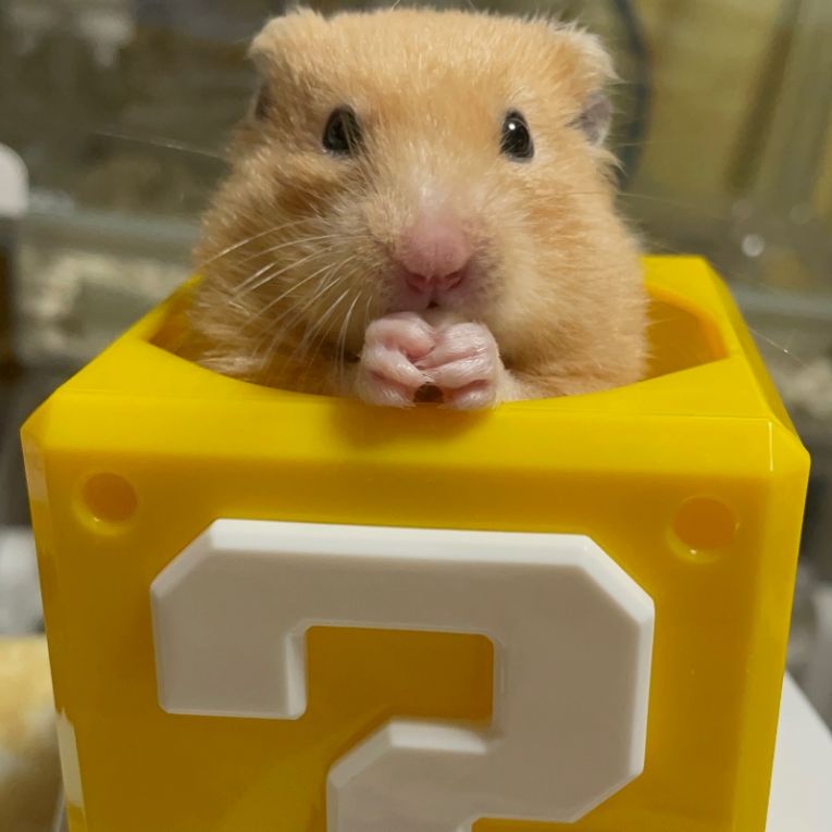 ポテちゃん