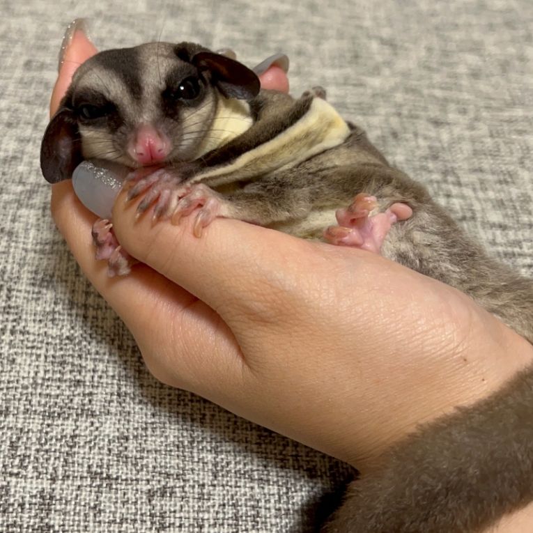 はれちゃん