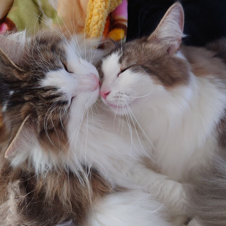 チェカ　エトワールちゃん