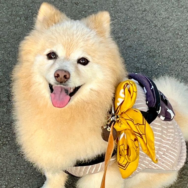 こっとんちゃん