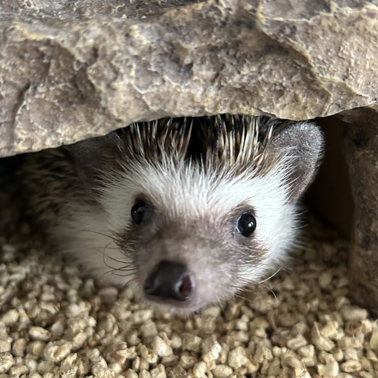 つくちゃん