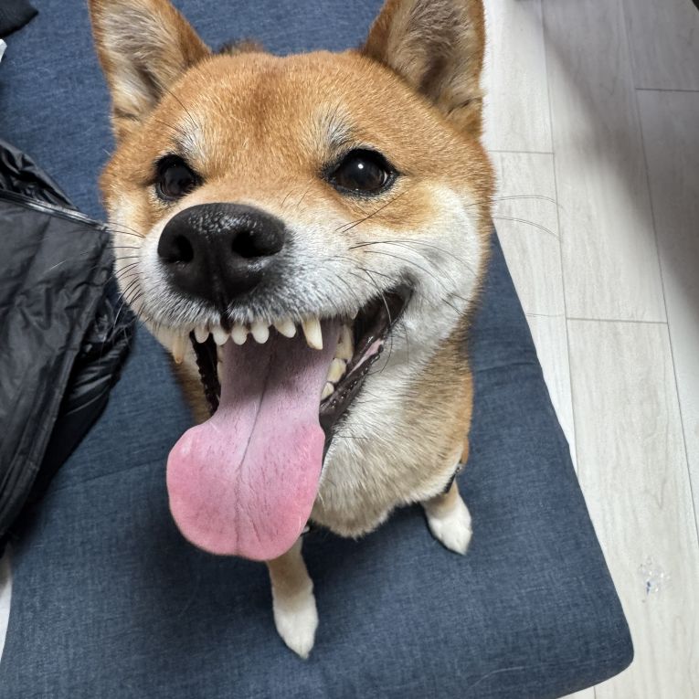 しんぞうちゃん