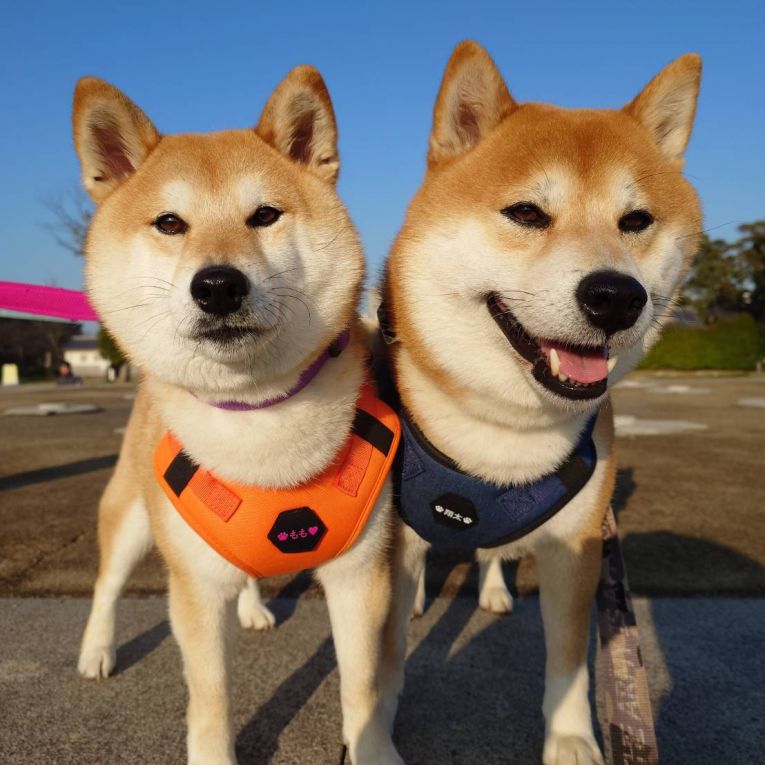 もも＆翔太ちゃん