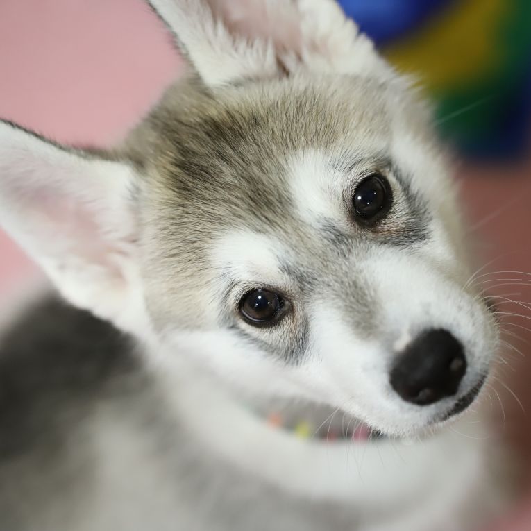 けんちゃん