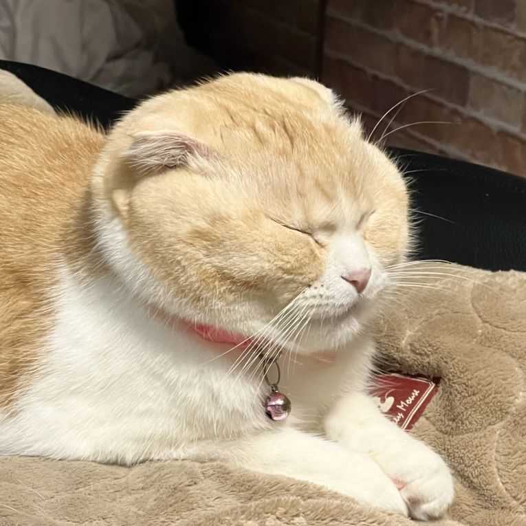 チャチャちゃん