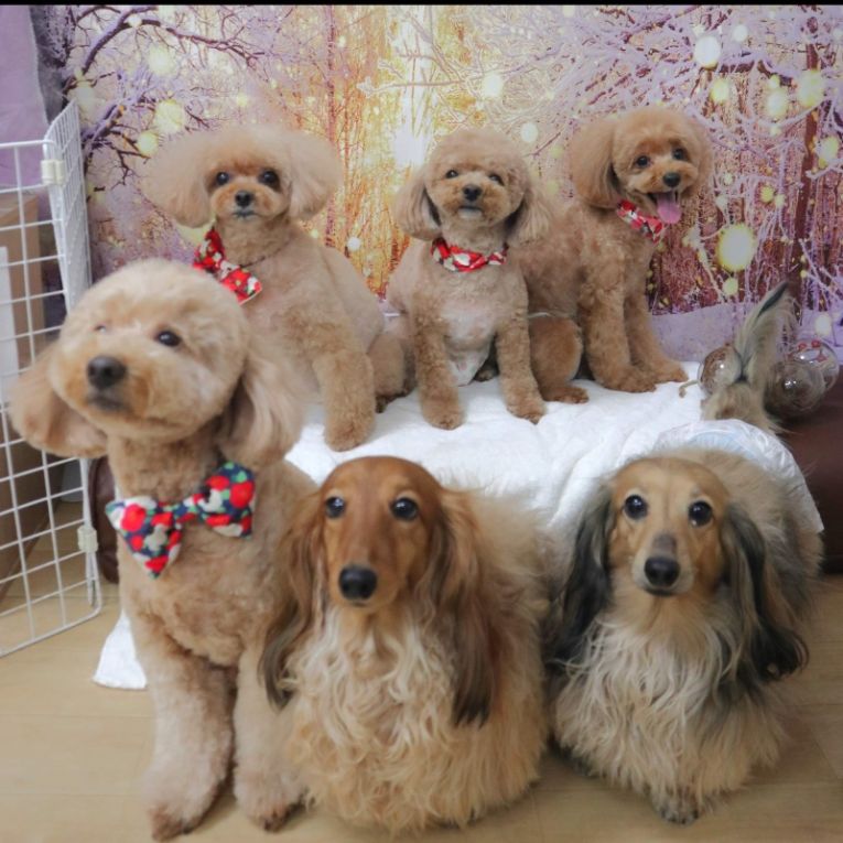 ここ　りん　ちゃちゃ　ふぅ　ゆず　かいちゃん