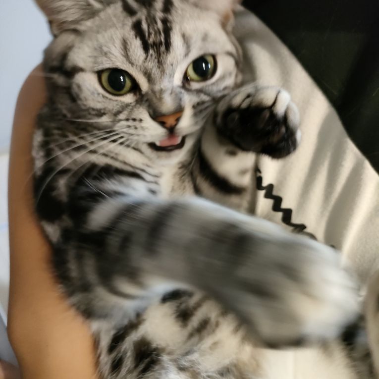 ビースケちゃん