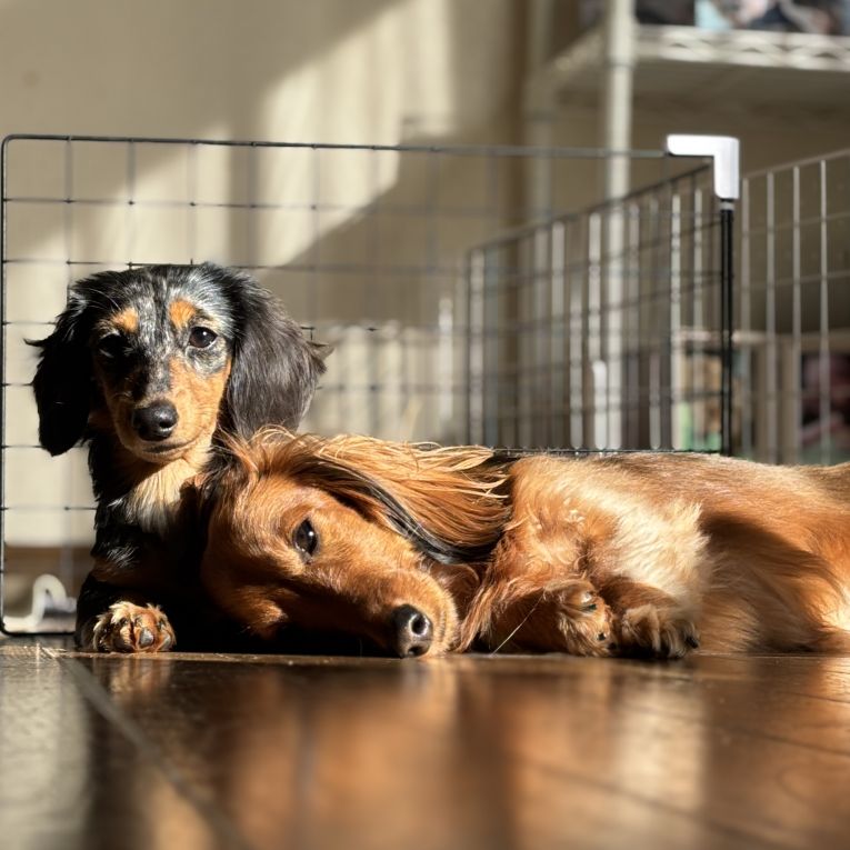 イルとテンちゃん