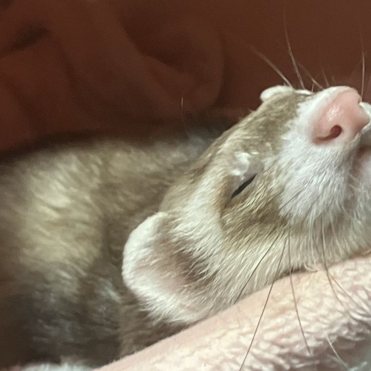 なっくるちゃん