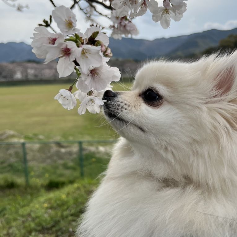 シュシュちゃん