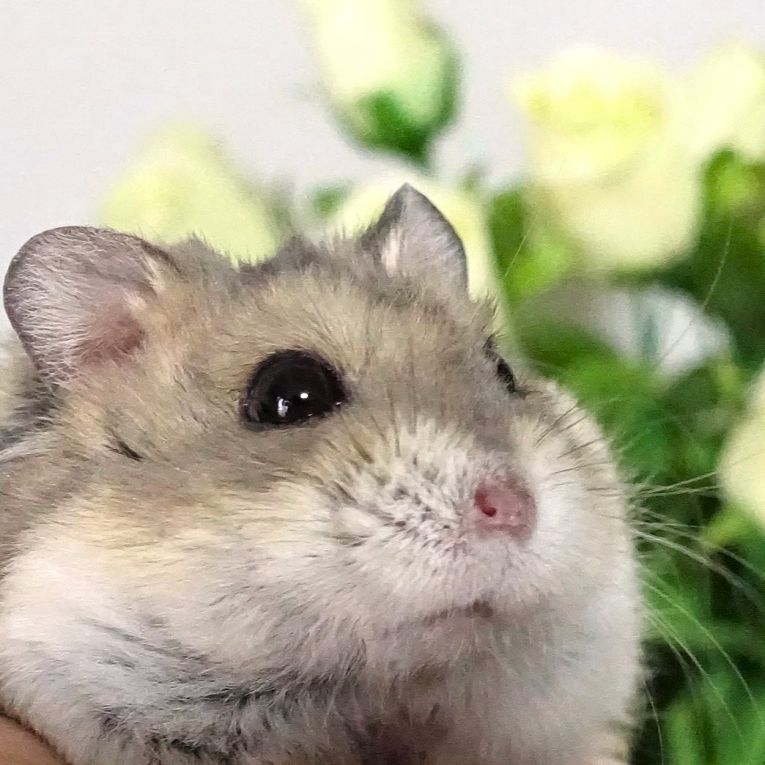 ミー太ちゃん