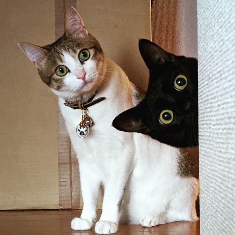 優ちゃん＆すずちゃんちゃん