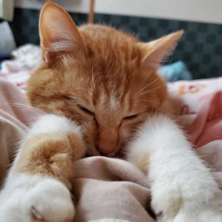 しゃもんちゃん